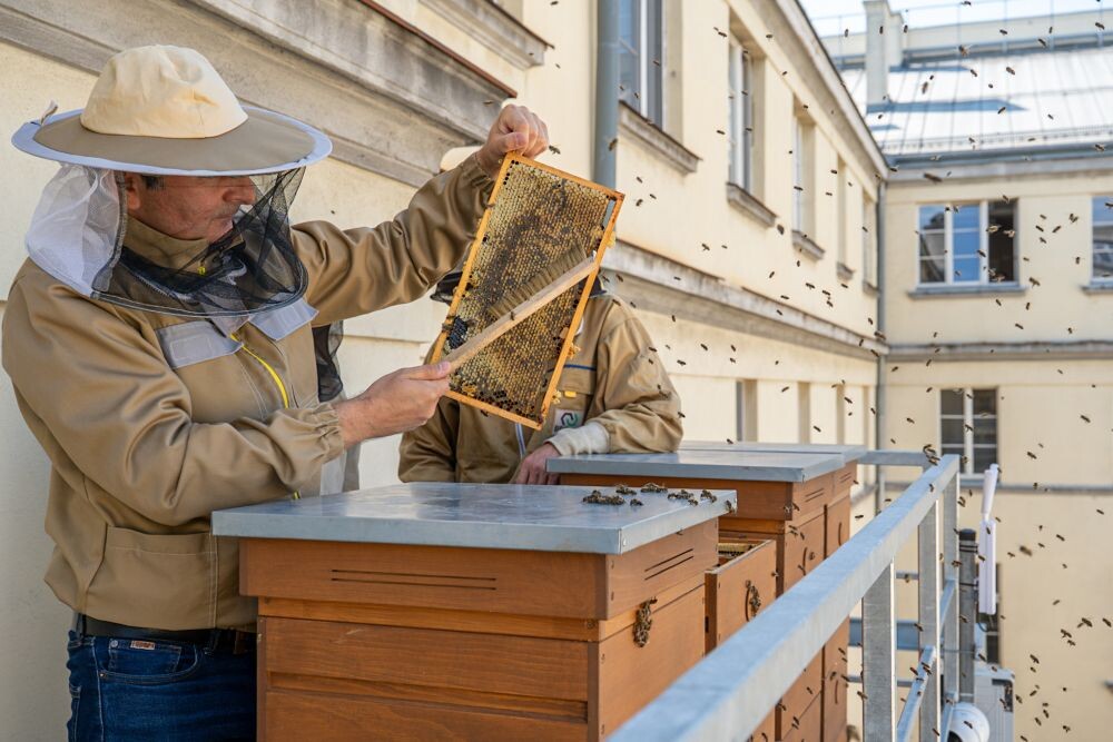 Pierwsze miodobranie na dachu Śląskiego Urzędu Wojewódzkiego