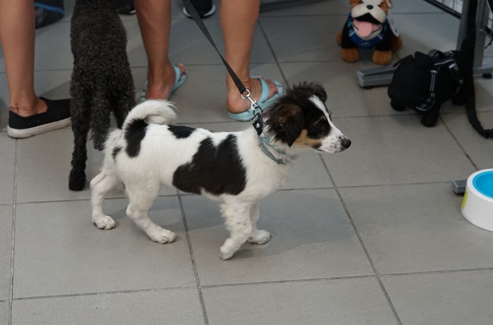 Pupilove Targi Katowice: szczeniaki skradły serca odwiedzających i wystawców