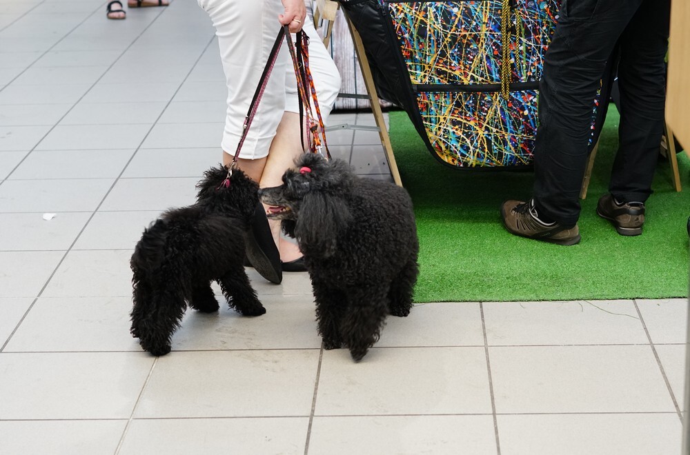 Tłumy podczas katowickiej edycji targów dla psów PupiLove. Wydarzenie skierowane do właścicieli oraz miłośników psów i kotów gościło w niedzielne popołudnie w Galerii BWA.