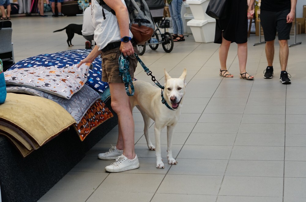 Tłumy podczas katowickiej edycji targów dla psów PupiLove. Wydarzenie skierowane do właścicieli oraz miłośników psów i kotów gościło w niedzielne popołudnie w Galerii BWA.