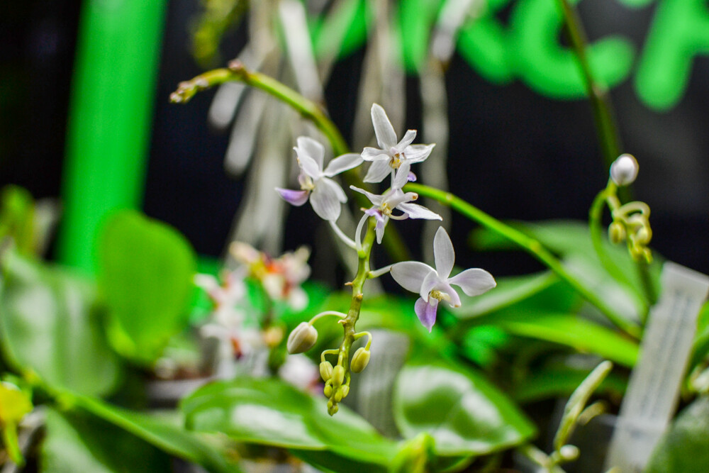 W hali Spodka trwa właśnie Festiwal Roślin Owadożernych. Byliśmy, oglądaliśmy i mamy zdjęcia. Warto się wybrać, serdecznie zapraszamy!