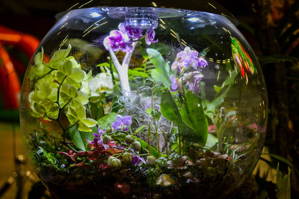 W hali Spodka trwa właśnie Festiwal Roślin Owadożernych. Byliśmy, oglądaliśmy i mamy zdjęcia. Warto się wybrać, serdecznie zapraszamy!